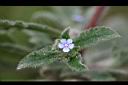 盾果草-花03.jpg