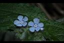 盾果草-花17.JPG