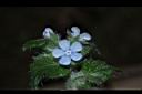 盾果草-花24.JPG