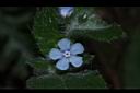盾果草-花29.JPG