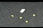 盾果草-種子01.jpg
