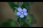盾果草-花34.jpg