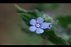 盾果草-花35.jpg