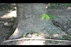 盾柱木-莖0.jpg