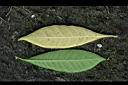 真山馬茶-葉1.jpg