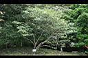 真山馬茶1.jpg