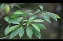 真山馬茶4.jpg