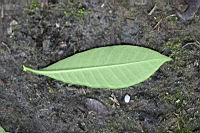 真山馬茶-葉2.jpg