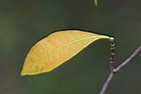 真山馬茶-葉4.jpg