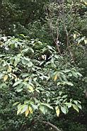 真山馬茶3.jpg