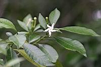 真山馬茶5.jpg