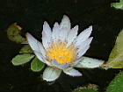 睡蓮-但紫13.JPG