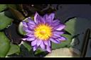 睡蓮-花17.jpg