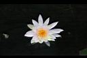 睡蓮-花19.jpg