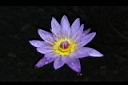 睡蓮-花29.jpg