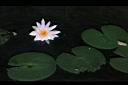 睡蓮05.jpg