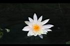 睡蓮-花18.jpg