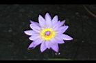 睡蓮-花20.jpg
