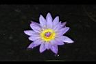 睡蓮-花22.jpg