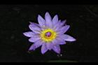 睡蓮-花24.jpg