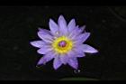 睡蓮-花25.jpg