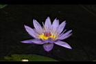 睡蓮-花26.jpg