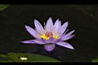睡蓮-花28.jpg