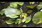 睡蓮-花苞0.jpg