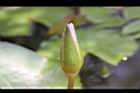 睡蓮-花苞1.jpg