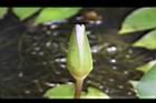 睡蓮-花苞3.jpg