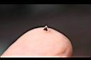 睫穗蓼-種子0.jpg