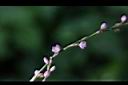 睫穗蓼-花01.jpg