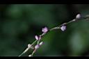 睫穗蓼-花02.jpg