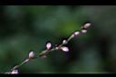睫穗蓼-花03.jpg