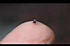 睫穗蓼-種子1.jpg