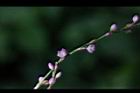 睫穗蓼-花00.jpg