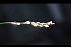睫穗蓼-花序05.jpg