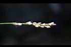 睫穗蓼-花序06.jpg