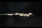 睫穗蓼-花序08.jpg