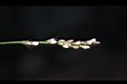 睫穗蓼-花序09.jpg