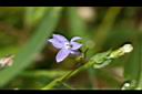 短柄半邊蓮-花03.JPG