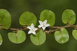 短梗土丁桂-花00.JPG