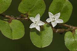 短梗土丁桂-花07.JPG