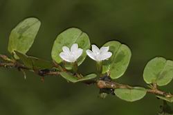 短梗土丁桂-花09.JPG