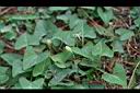 短毛菫菜-實00.JPG