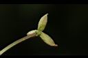 短毛菫菜-果殼00.JPG