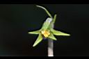短毛菫菜-柱頭01.JPG