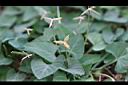 短毛菫菜-種子00.JPG