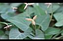 短毛菫菜-種子01.JPG