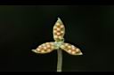 短毛菫菜-種子05.JPG
